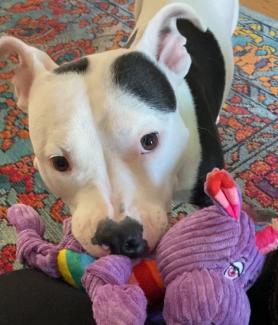 Daisy toy