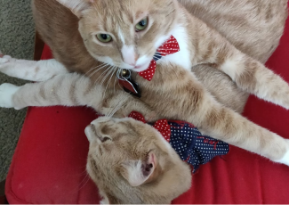 Maria's tabby cats